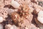 tephrocactusmolinensis_small.jpg