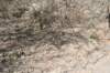 lobiviaaureavarcallochrysea_small.jpg