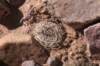 lobiviachrysacantha_small.jpg