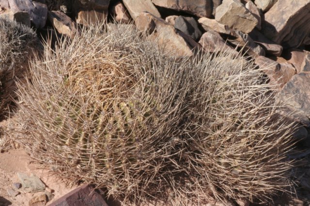 lobivialongispina.jpg