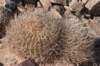 lobivialongispina_small.jpg