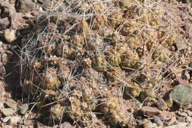 maihueniopsismandragoraminuta2.jpg