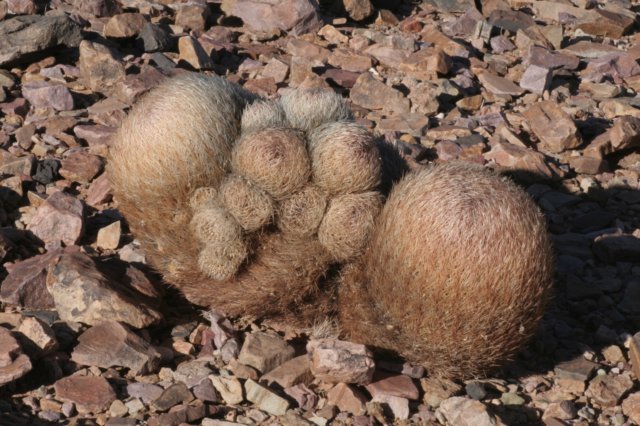 pyrrhocactusumadeave3.jpg
