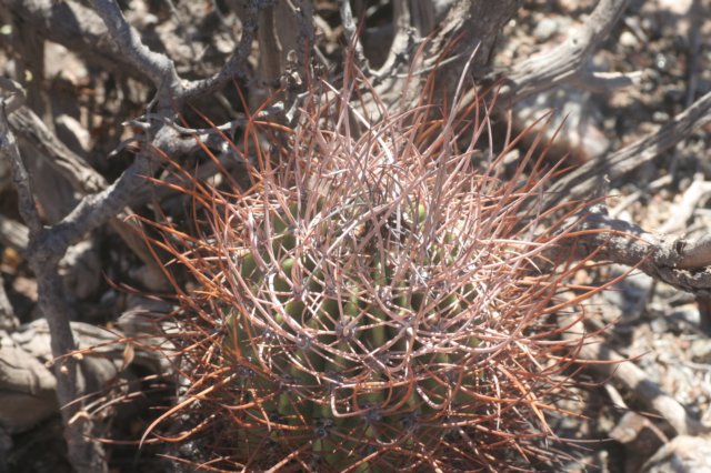 echinopsisleucantha2.jpg