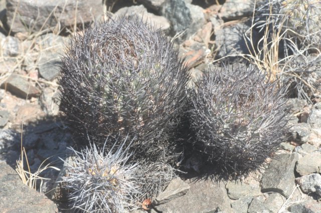 pyrrhocactusbulbocalyxvarmarayensis2.jpg
