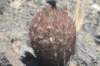 pyrrhocactusbulbocalyxvarmarayensis3_small.jpg
