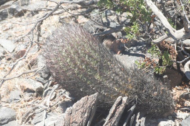 pyrrhocactusbulbocalyxvarmarayensis4.jpg