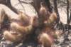 trichocereusstrigosa2_small.jpg