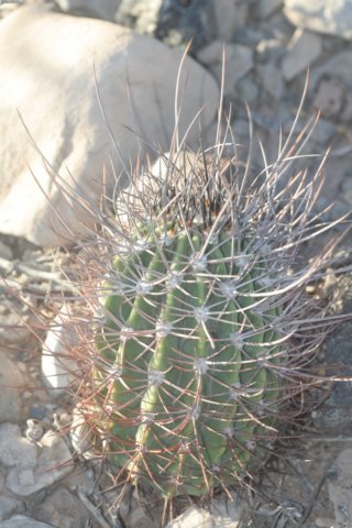 echinopsisleucantha.jpg