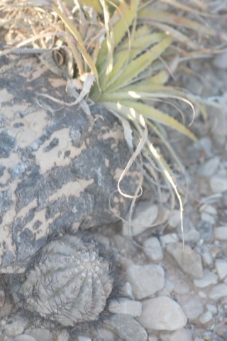 pyrrhocactusvertongeniivillicumensis2.jpg
