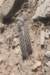 pterocactusmeglioliineotenicform_small.jpg