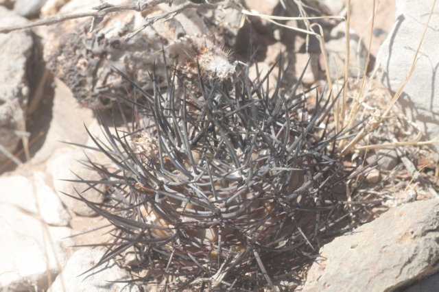 pyrrhocactusstrausianus.jpg