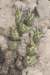tephrocactusaoracanthus_small.jpg