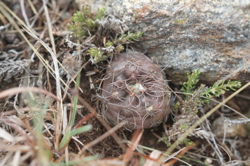 gymnocalyciumcarolinense.jpg