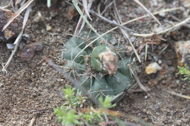 gymnocalyciumcarolinense4.jpg