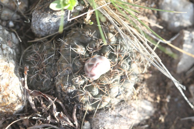 gymnocalyciumcarolinense5.jpg