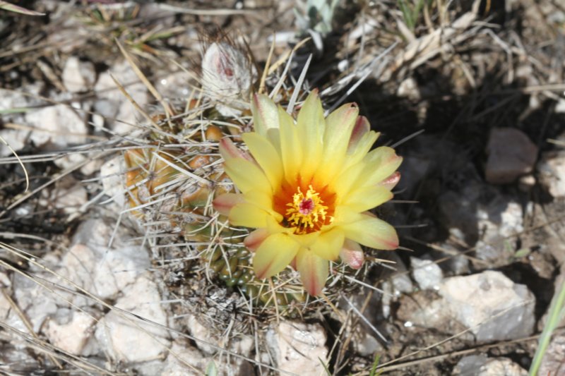 notocactussubmammulosus2.jpg