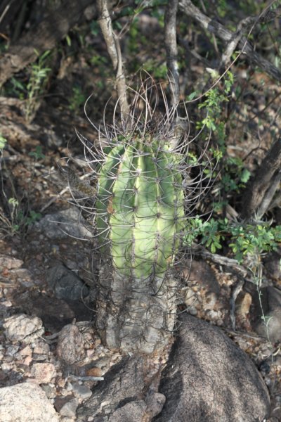 echinopsisleucantha.jpg