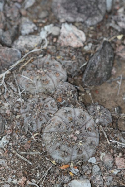 gymnocalyciumesperanzae5.jpg