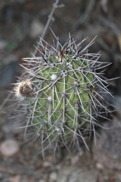 lobiviaaurea.jpg