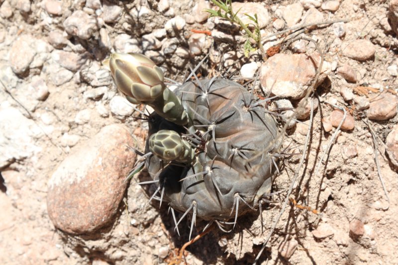 gymnocalyciumborthii5.jpg