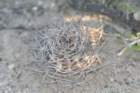 acanthocalyciumthionanthum2_small.jpg
