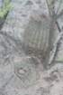 gymnocalyciumspegazziniiforegroundacanthocalyciumthionanthumrear_small.jpg