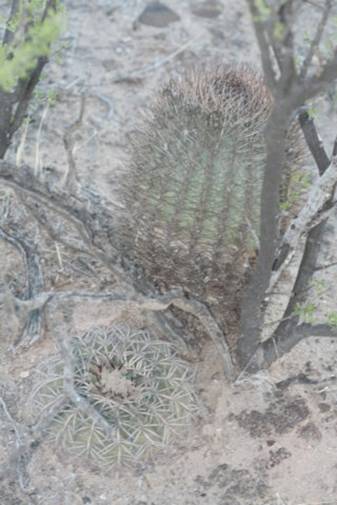 gymnocalyciumspegazziniiforegroundacanthocalyciumthionanthumrear