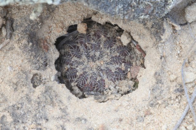sulcorebutiatarabucoensis.jpg