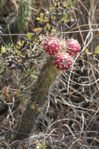 austrocylindropuntiaschaferi.jpg