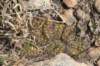 sulcorebutiamentosa2_small.jpg
