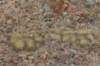 sulcorebutiaswobodae2_small.jpg