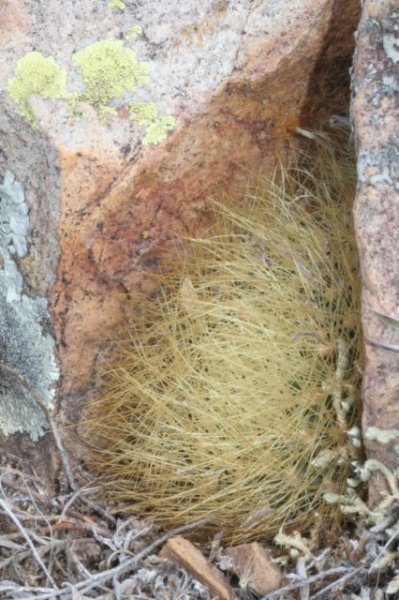 sulcorebutiaswobodae3.jpg