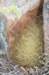 sulcorebutiaswobodae3_small.jpg