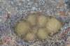 sulcorebutiaswobodae4_small.jpg