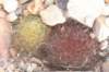 sulcorebutiaswobodae5_small.jpg