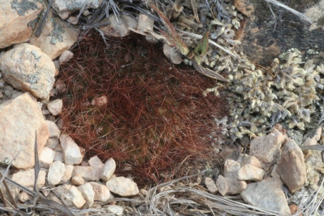 sulcorebutiaswobodae6.jpg