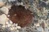 sulcorebutiaswobodae6_small.jpg