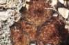 sulcorebutiaswobodae_small.jpg