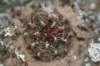 sulcorebutiasteinbachiipolymorpha2_small.jpg