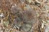 sulcorebutiatiraquensis2_small.jpg