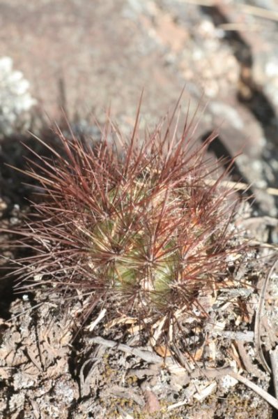 sulcorebutiatiraquensis.jpg