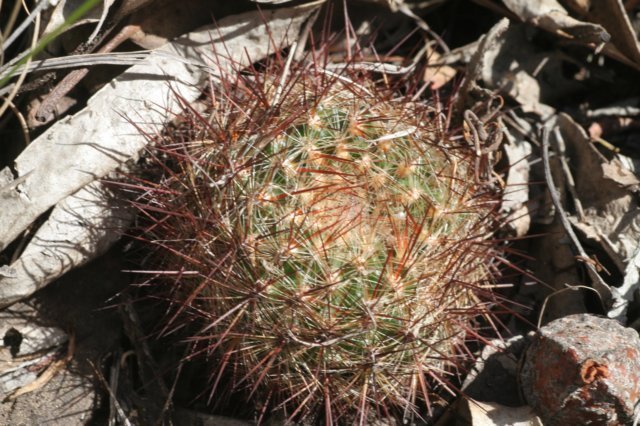 sulcorebutiatiraquensisbicolorispina2.jpg