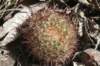 sulcorebutiatiraquensisbicolorispina2_small.jpg