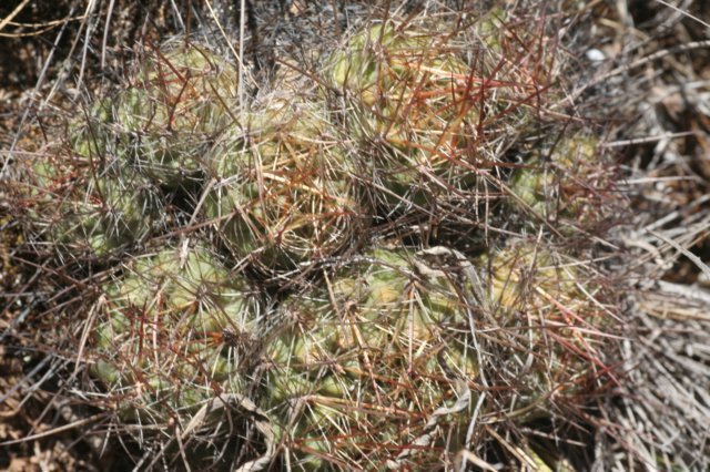 sulcorebutiatiraquensis2.jpg