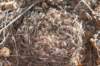 sulcorebutiatiraquensis3_small.jpg