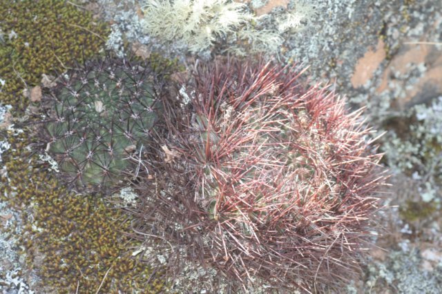 sulcorebutiatiraquensis4.jpg