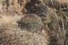 sulcorebutiatiraquensis_small.jpg