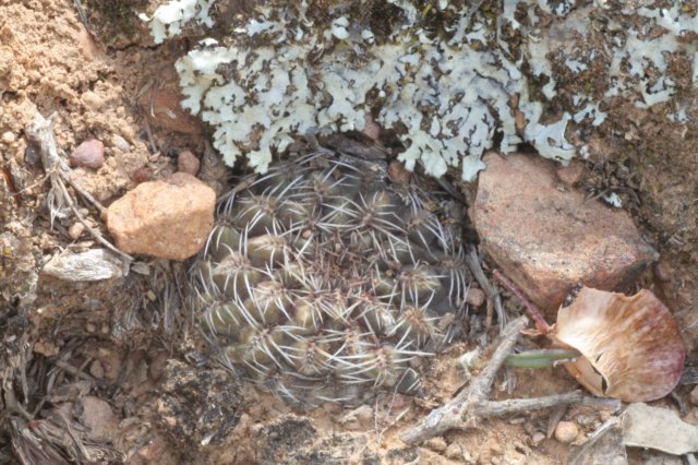 sulcorebutiaverticillacanthavartaratensis.jpg