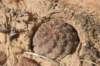 sulcorebutiaverticillacanthavartaratensis2_small.jpg